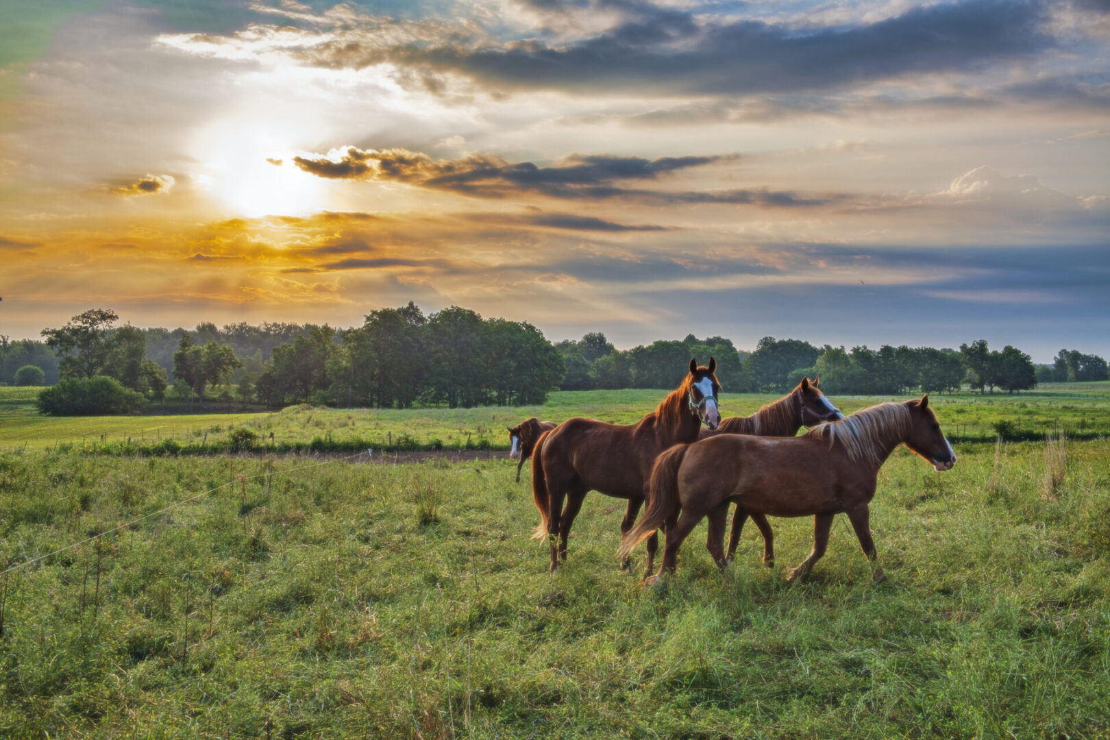 Peaceful rural scene with grazing horses