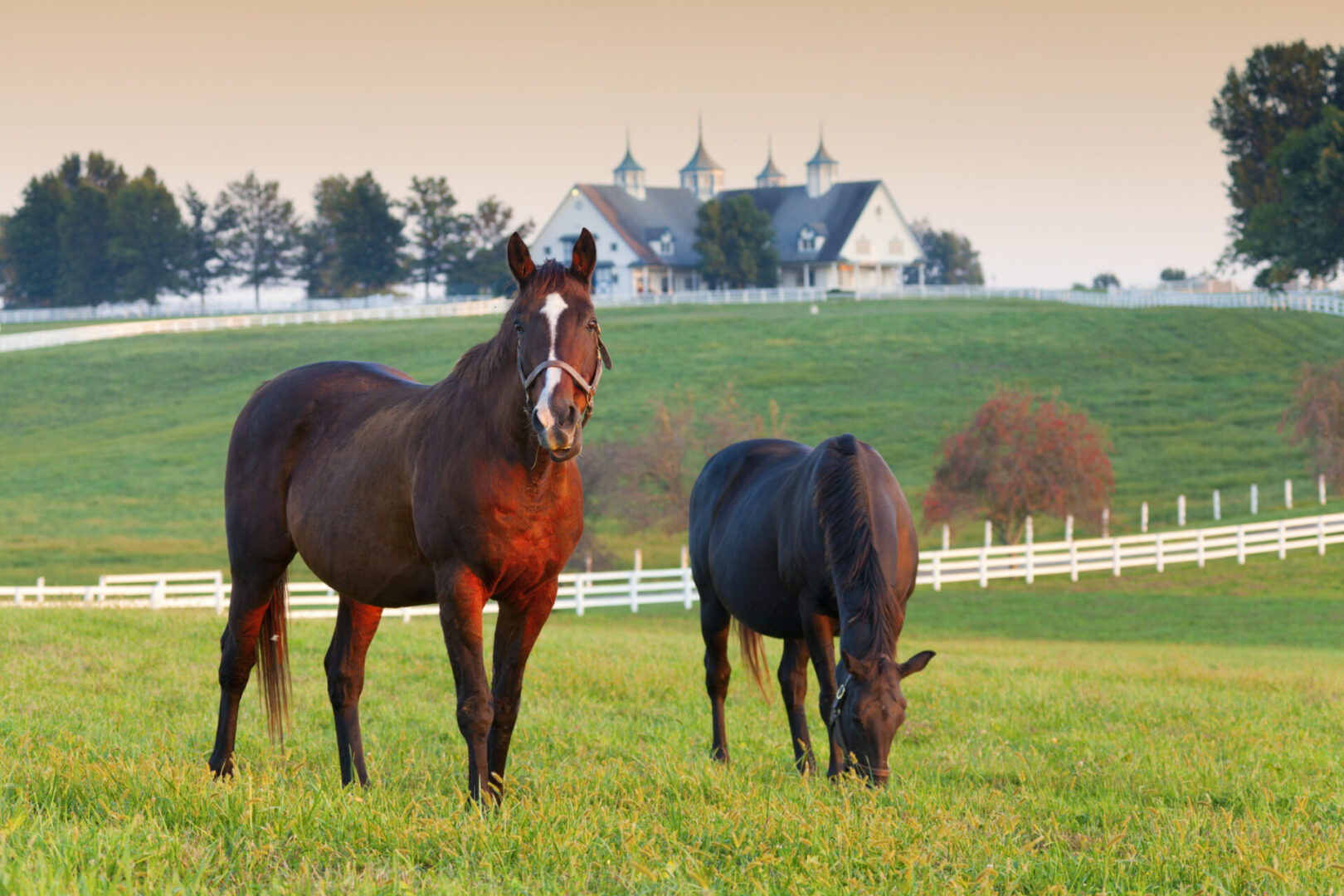 Horses grazing near a farmhouse