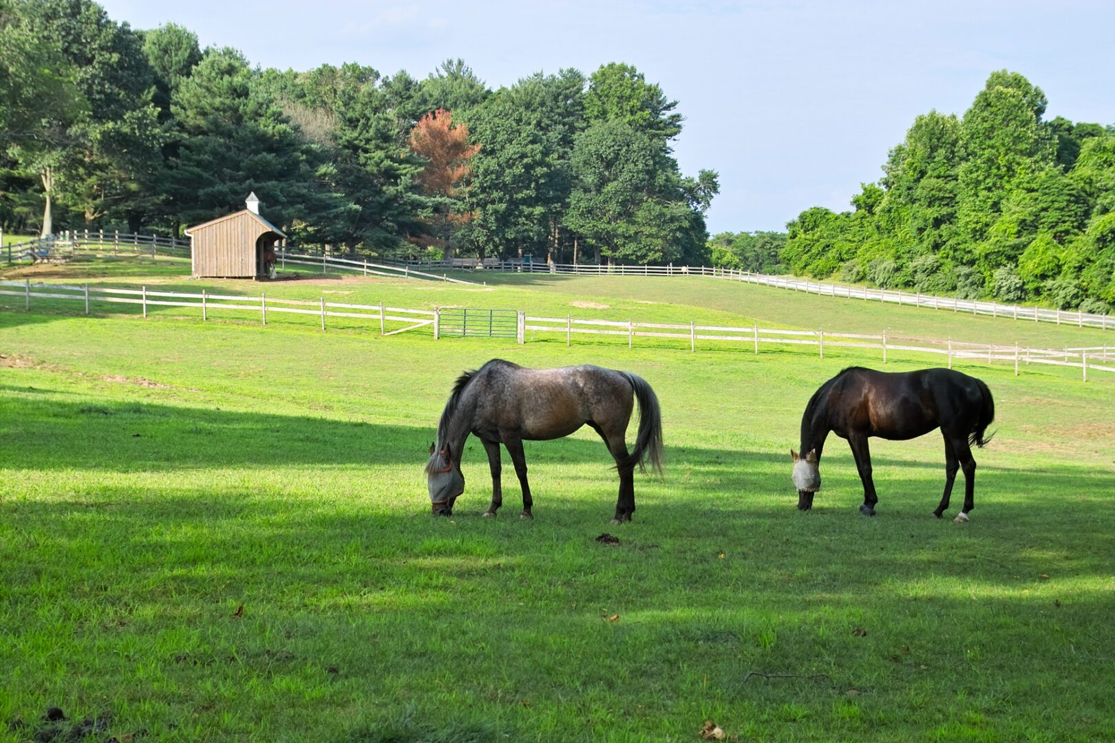Horses grazing in a sunny field