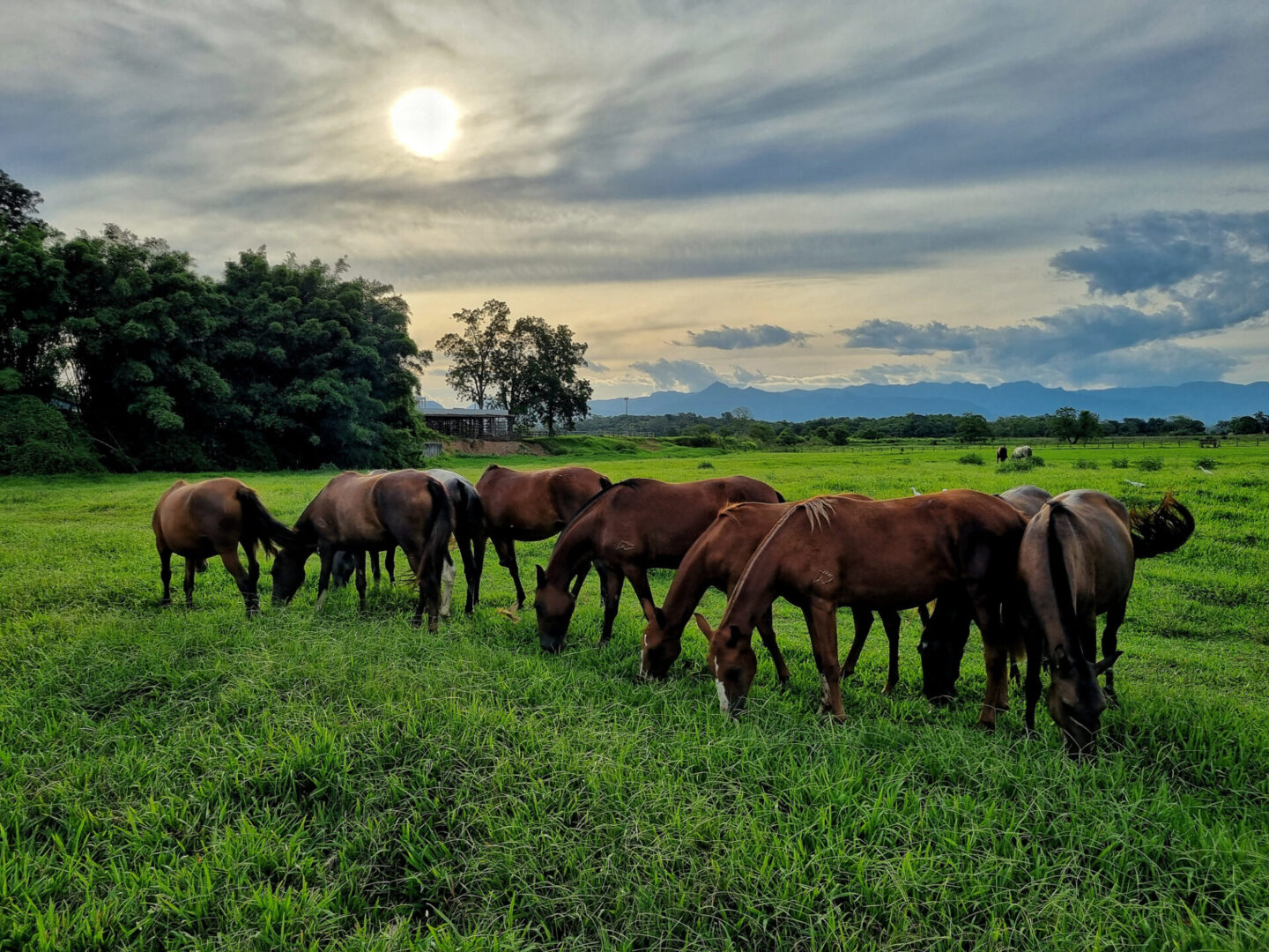 Horses grazing in a lush green field