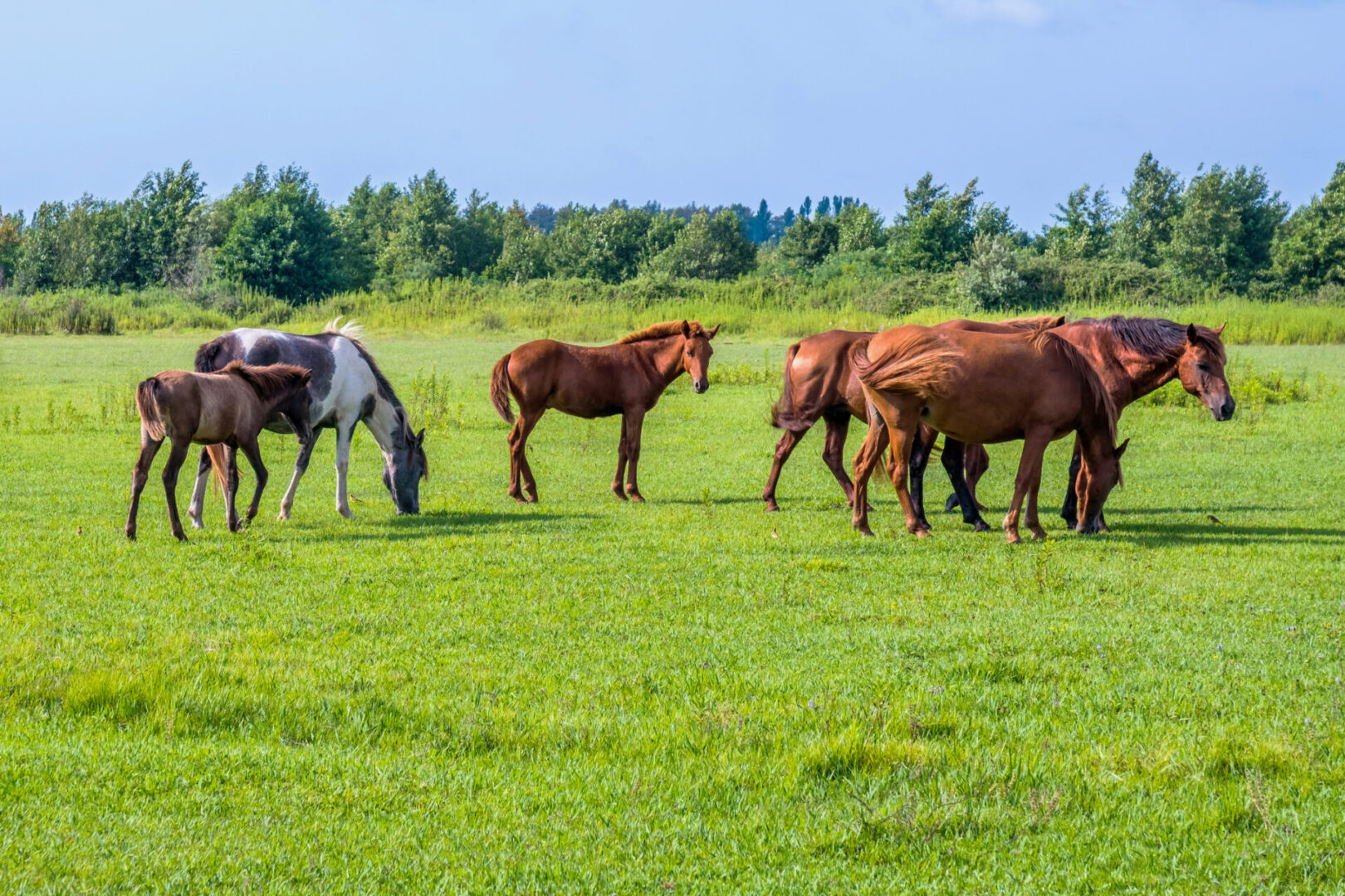Horses grazing in a lush field