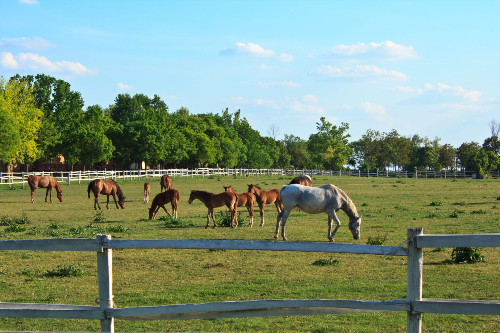Horses grazing in a lush field