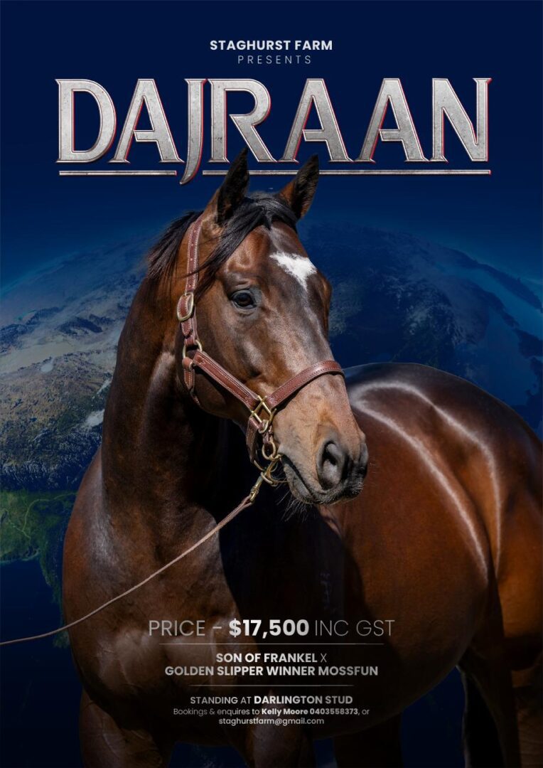 Dajraan, thoroughbred horse against blue background