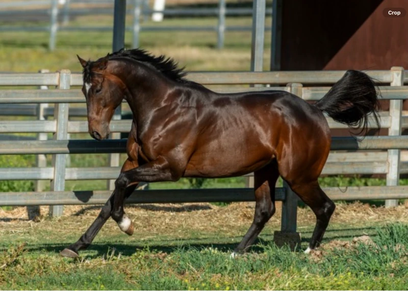 Graceful horse moving in fenced area