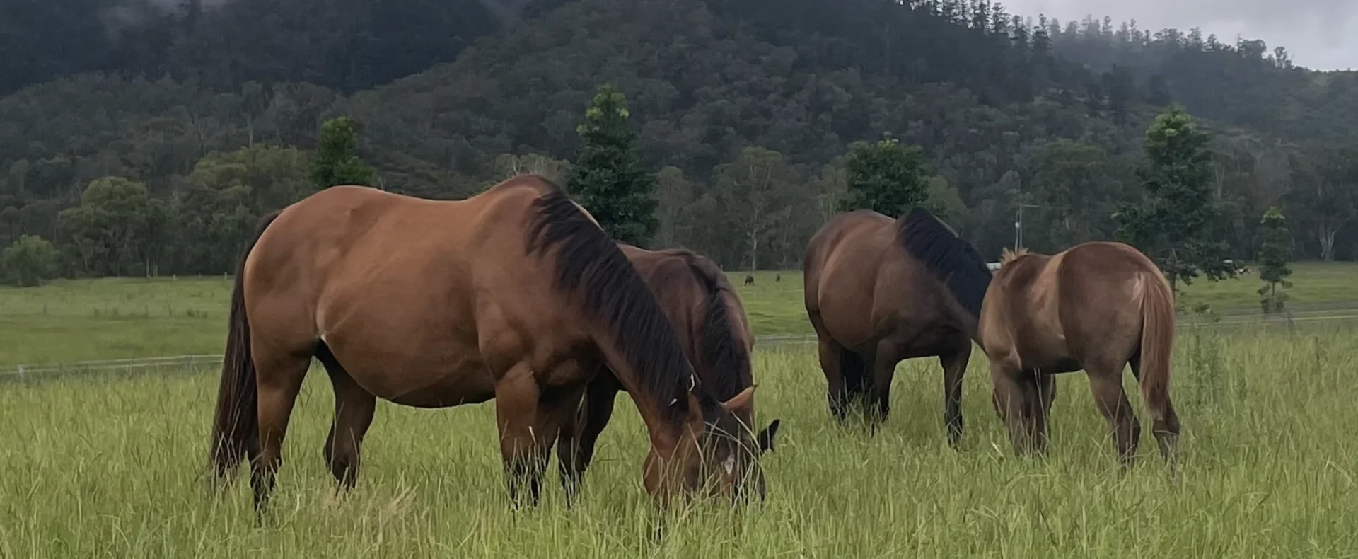 Three horses in a pasture