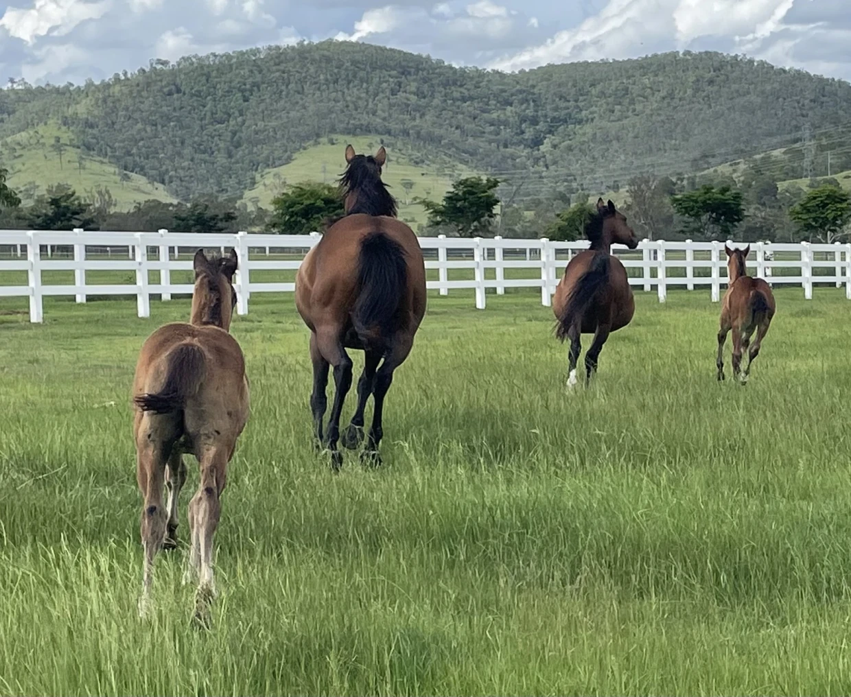 Horses running in a green field