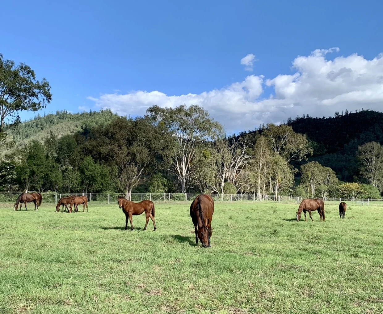Horses grazing on a sunny field