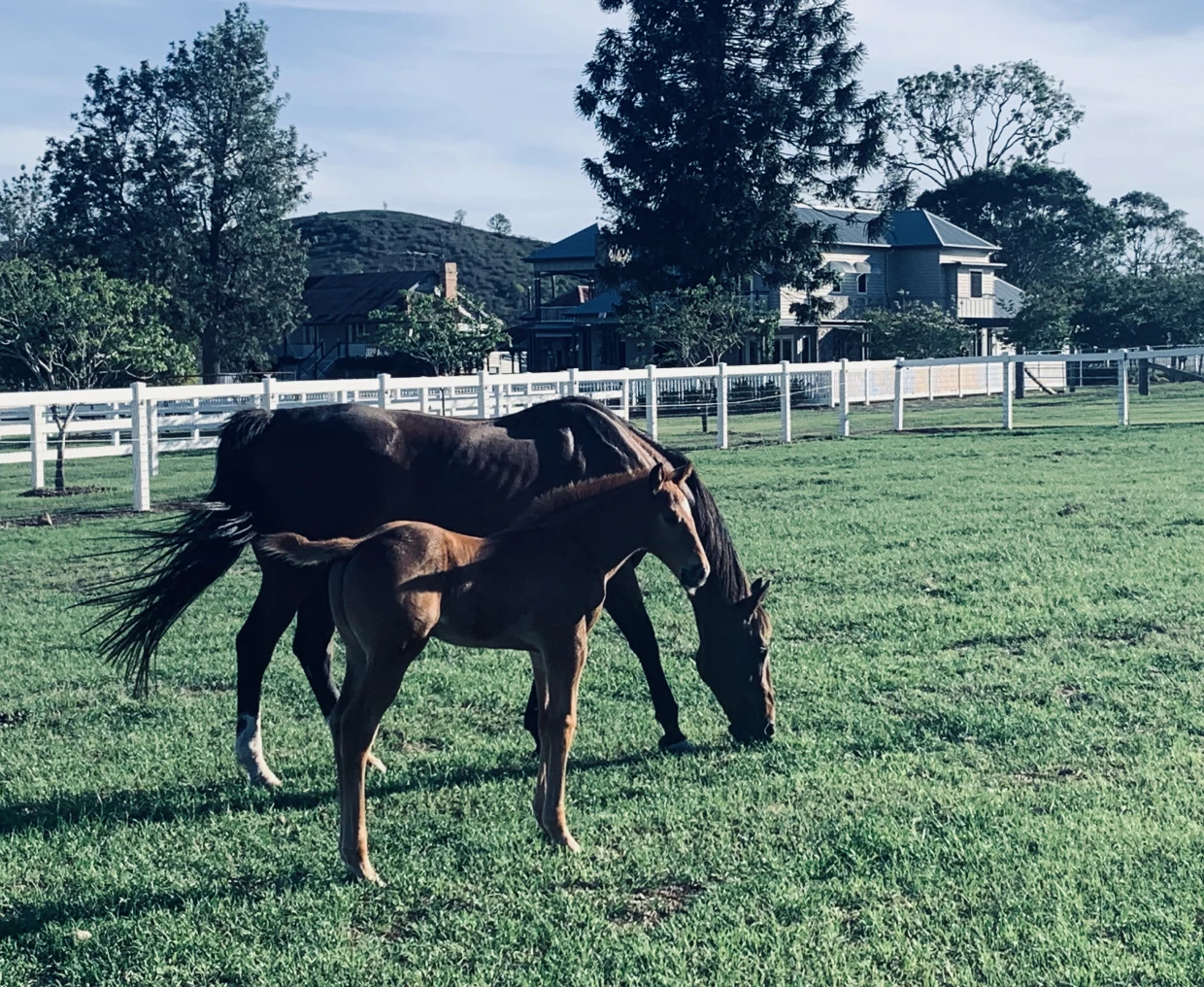 Mare and foal in sunny paddock