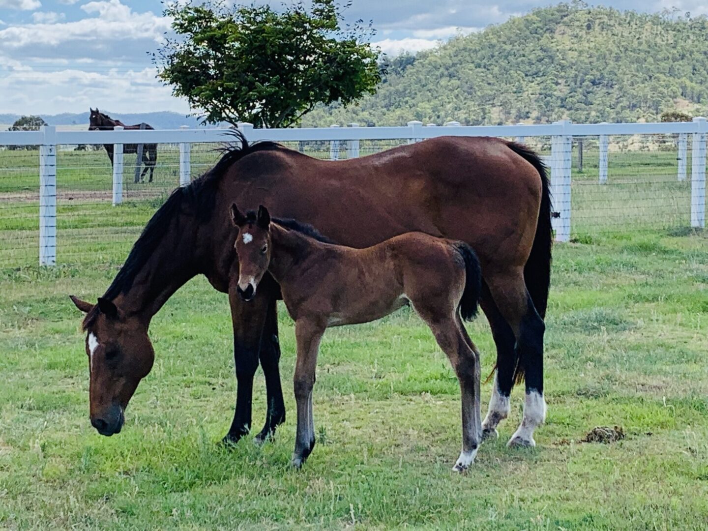 A mare and her foal grazing peacefully in a green pasture.