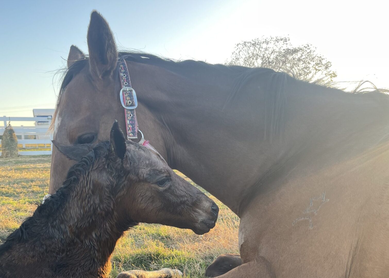 A foal nuzzles against its mother horse in a peaceful outdoor setting.