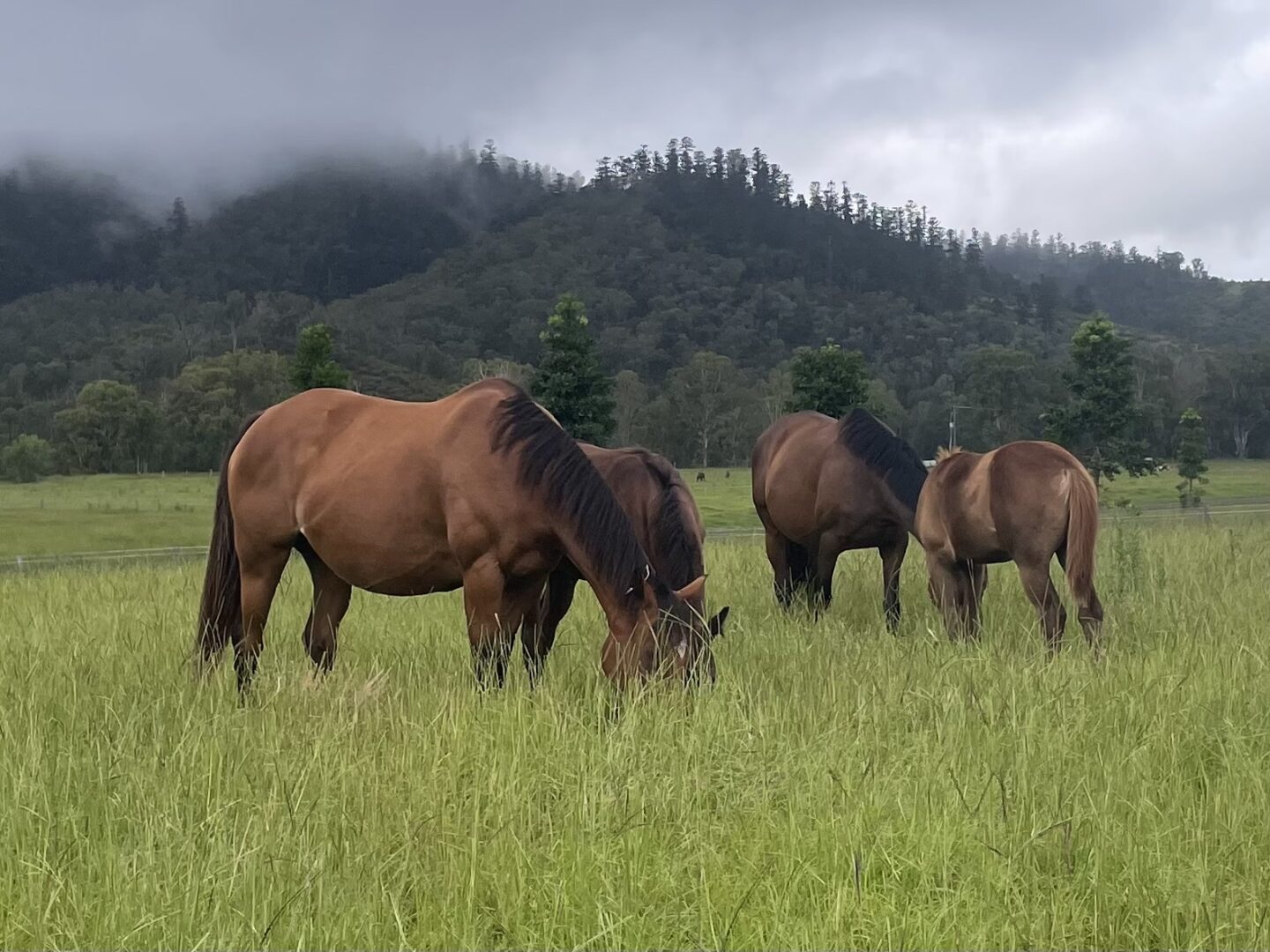 Three horses grazing peacefully in a misty mountain meadow.