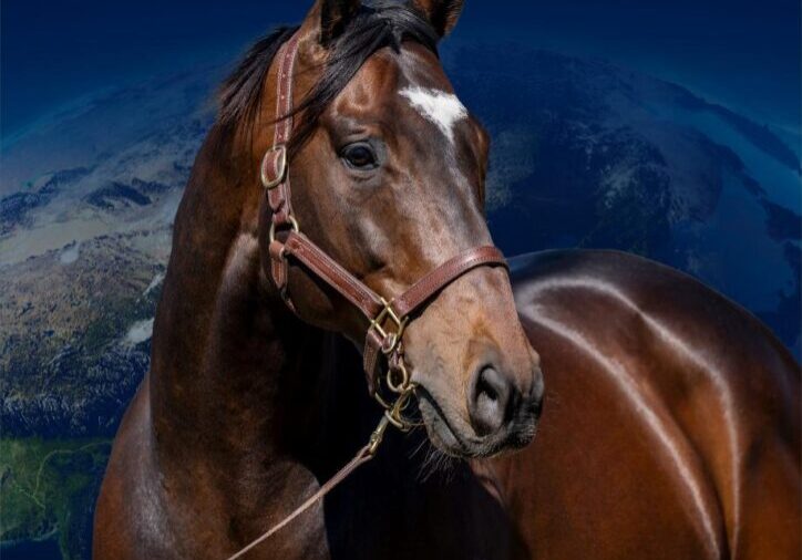 Dajraan, thoroughbred horse against blue background