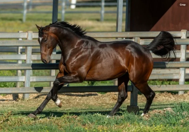 Graceful horse moving in fenced area
